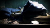 Weird True & Freaky: Snake Eats Electric Blanket
