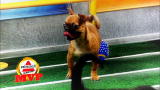 Puppy Bowl VI Highlights