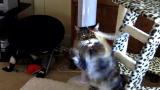 My Cat From Hell: How to Properly Play With Your Cat