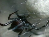 Mutual of Omaha's WIld Kingdom: The Black Widow Spider