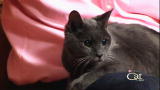Housecat Housecall: Dixon & Yaffa