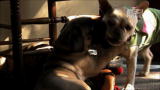 Too Cute!: Bullmastiff Playdate