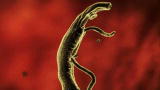 Monsters Inside Me: Cryptosporidium Outbreak