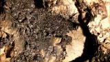 Weird, True & Freaky: 2,000 Bats In One Attic