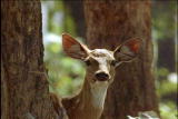 Fooled by Nature: Monkey Dear