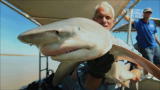 River Monsters: Rare Glyphis Shark Filmed