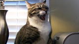 My Cat from Hell: A Business-Ruining Cat?