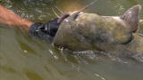 River Monsters: How to Noodle a Flathead Catfish