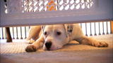 It's Me or the Dog: Kashmir