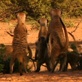 Meerkat Manor: Standoff