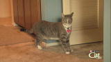 Housecat Housecall: Boris