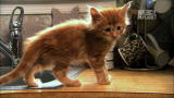 Too Cute!: Maine Coon Kittens Learn to Drink From Faucet