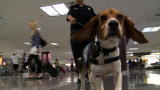 Small Dogs, Big Jobs: Beagle Brigade Keeps Airport Safe