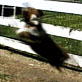 Planet's Funniest Animals: Dog Sprinkler