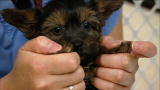 Animal Cops Philadelphia: Rescuing Yorkiepoos