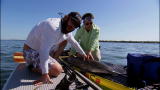 Off the Hook: Extreme Catches: Nabbing a Lemon Shark
