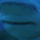 Animal Face-Off: Hippo vs. Bull Shark