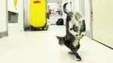 Weird True & Freaky: Lola the Handstand Cat