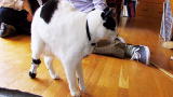 Must Love Cats: Pros-pet-ics