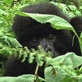 Mutual of Omaha's Wild Kingdom: A Gorilla Play Date