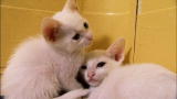 Cats 101: Khao Manee