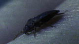 Top 10 Bloodsuckers: Bedbug