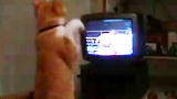 America's Cutest Cat 2010: Boxing Cat