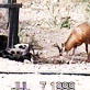 Planet's Funniest Animals: Pig Deer