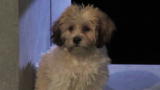 Puppy Bowl VII: Looking to Adopt?
