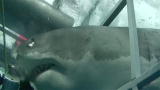 World's Scariest Animal Attacks: Great White Snaps Cage in Half