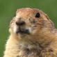 Mutual of Omaha's Wild Kingdom: Prairie Dogs Sound the Alarm