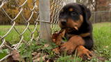 Too Cute!: Rottweiler Puppy Put in Timeout