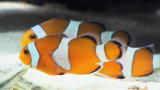 Tanked: Top 5 Saltwater Fish