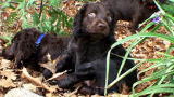 Dogs 101: Boykin Spaniel