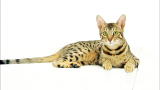 Cats 101: Serengeti
