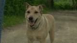 Weird True & Freaky: Sleepwalking Dog