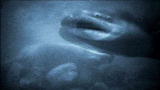 River Monsters: Eels Devour Deer Carcass