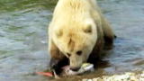River Monsters: Bear Steals Jeremy's Catch