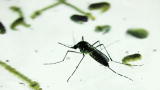 Killer Outbreaks: West Nile Virus