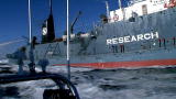 Whale Wars: Whalers Packing a Rifle?