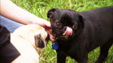 It's Me or the Dog: The Five Pugs