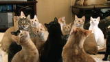 Confessions: Animal Hoarding: Family of 67