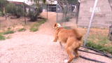 Pit Bulls and Parolees: Dog on the Loose