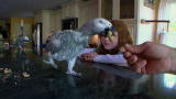 Pets 101: Parrots