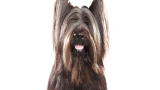 Briard