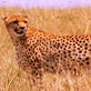Mutual of Omaha's Wild Kingdom: Cheetah Meal on the Move