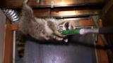 Rat Busters NYC: One Angry Raccoon