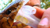 Wild Recon: African Forest Cobra Venom
