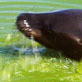 Planet's Funniest Animals: Seal Bubbles
