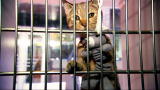 Animal Planet Promos: Keep Your Cat Healthy